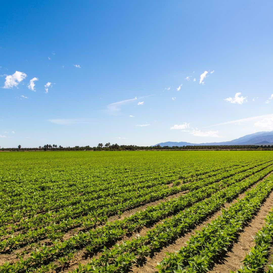 Picture of a farm with blue skies with mountains in the background.